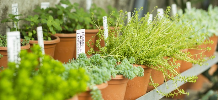Herbal Supplements Herbal Supplements