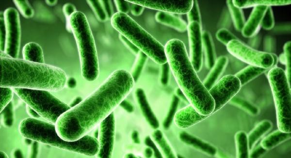 10 Quick Facts About Friendly Bacteria