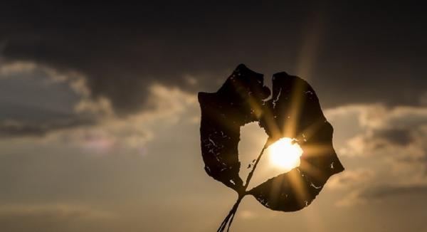 Vitamin D May Mend Broken Hearts
