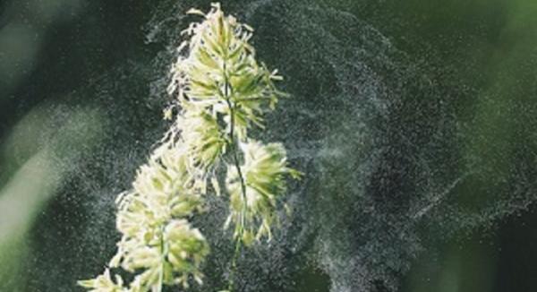 Hay Fever - The Facts