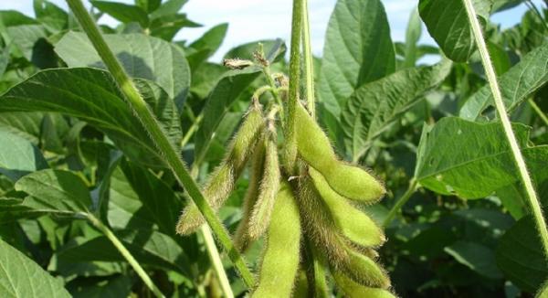 Soy Isoflavones Deemed Safe by EFSA