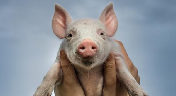 The Surprising History of Probiotics in Animals