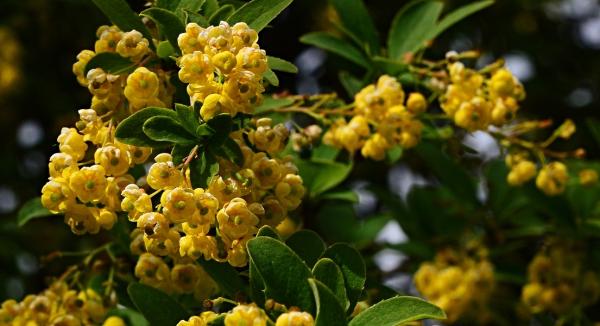 How Effective Is Natural Treatment For SIBO?