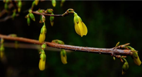 The Benefits of Berberine for Blood-Glucose Lowering