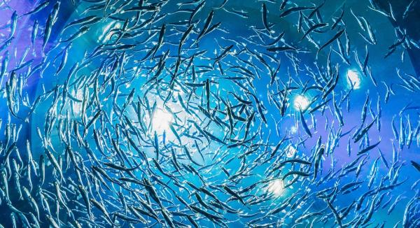 Omega-3 Benefits Now Include the Gut Microbiome